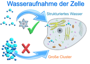 Zellen und Wasseraufnahme